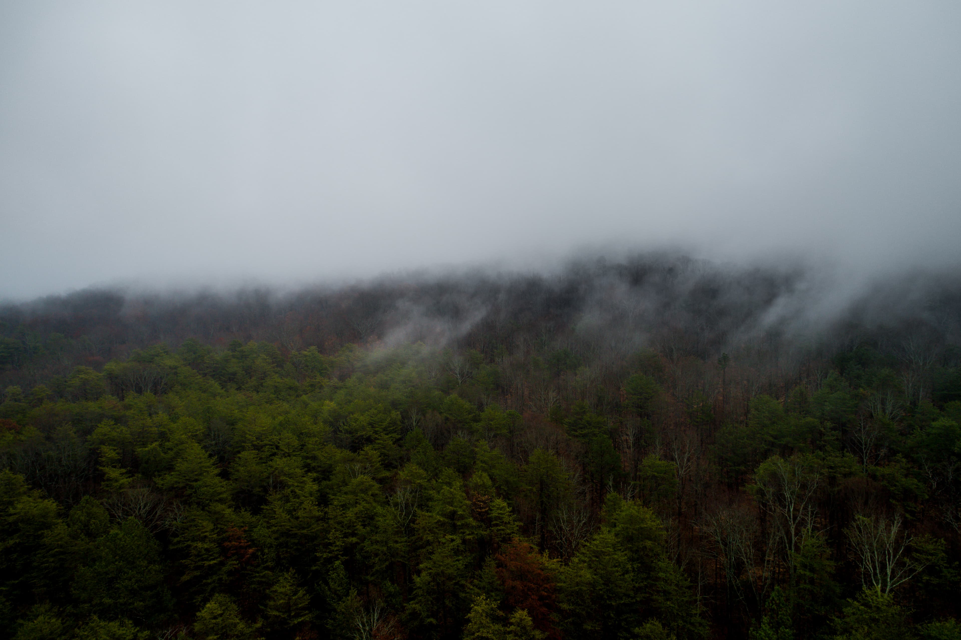 Dense forest under fog (Unsplash)