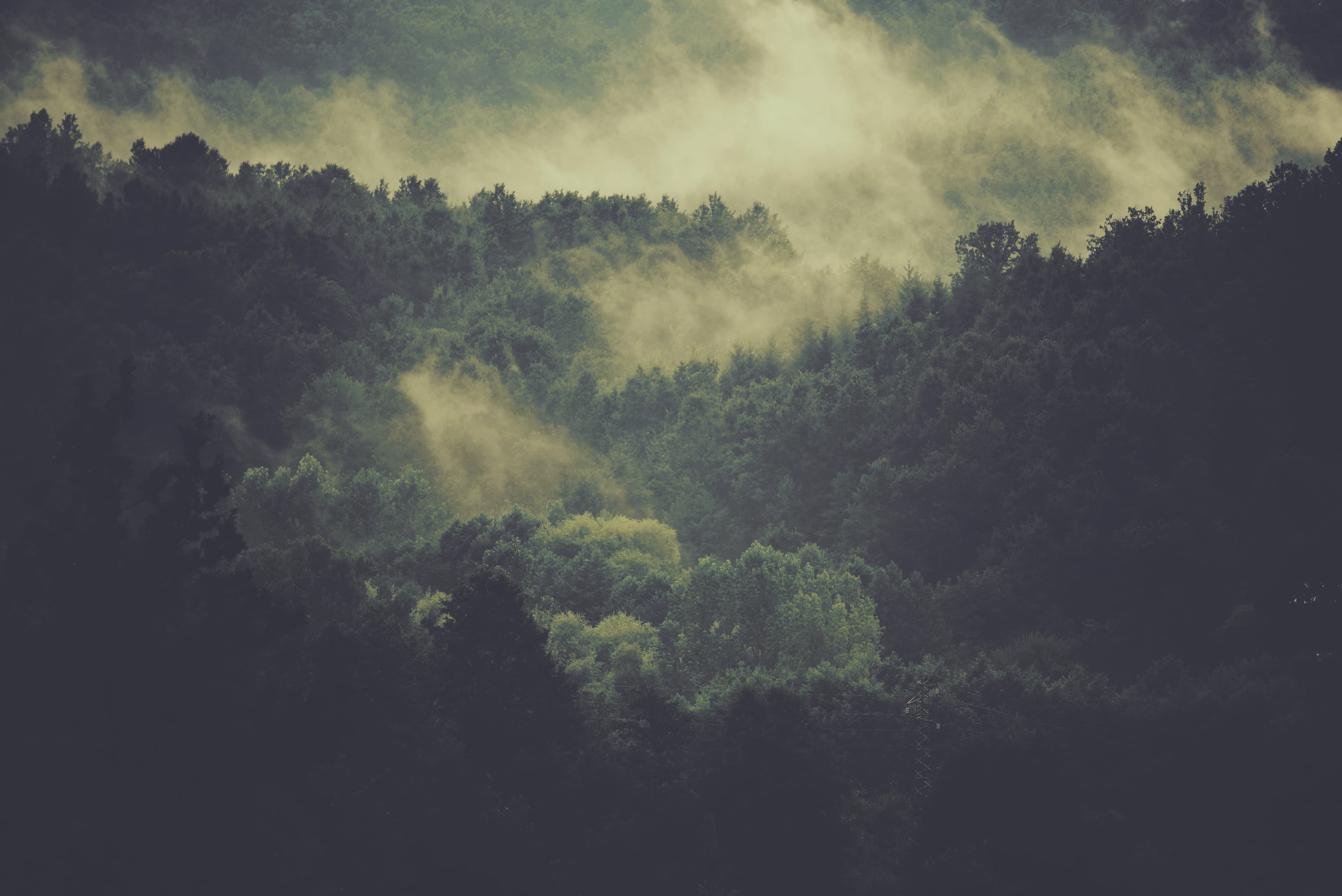 Forest under fog (Unsplash)